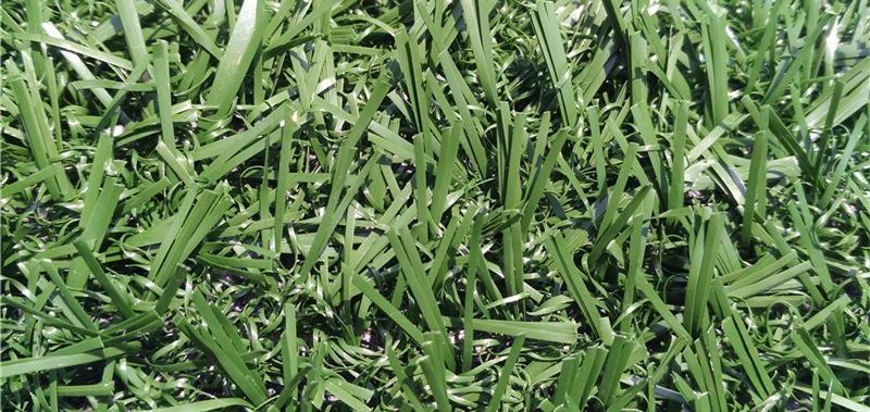 artificial lawn and pets